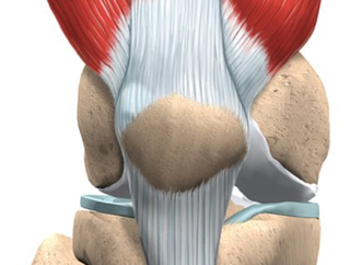 knee