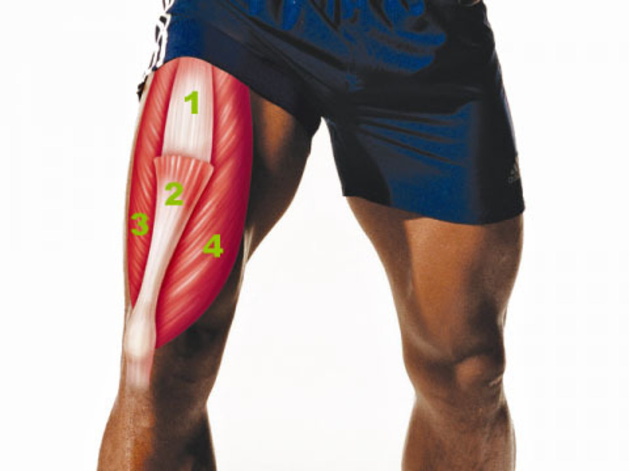 hip-muscle