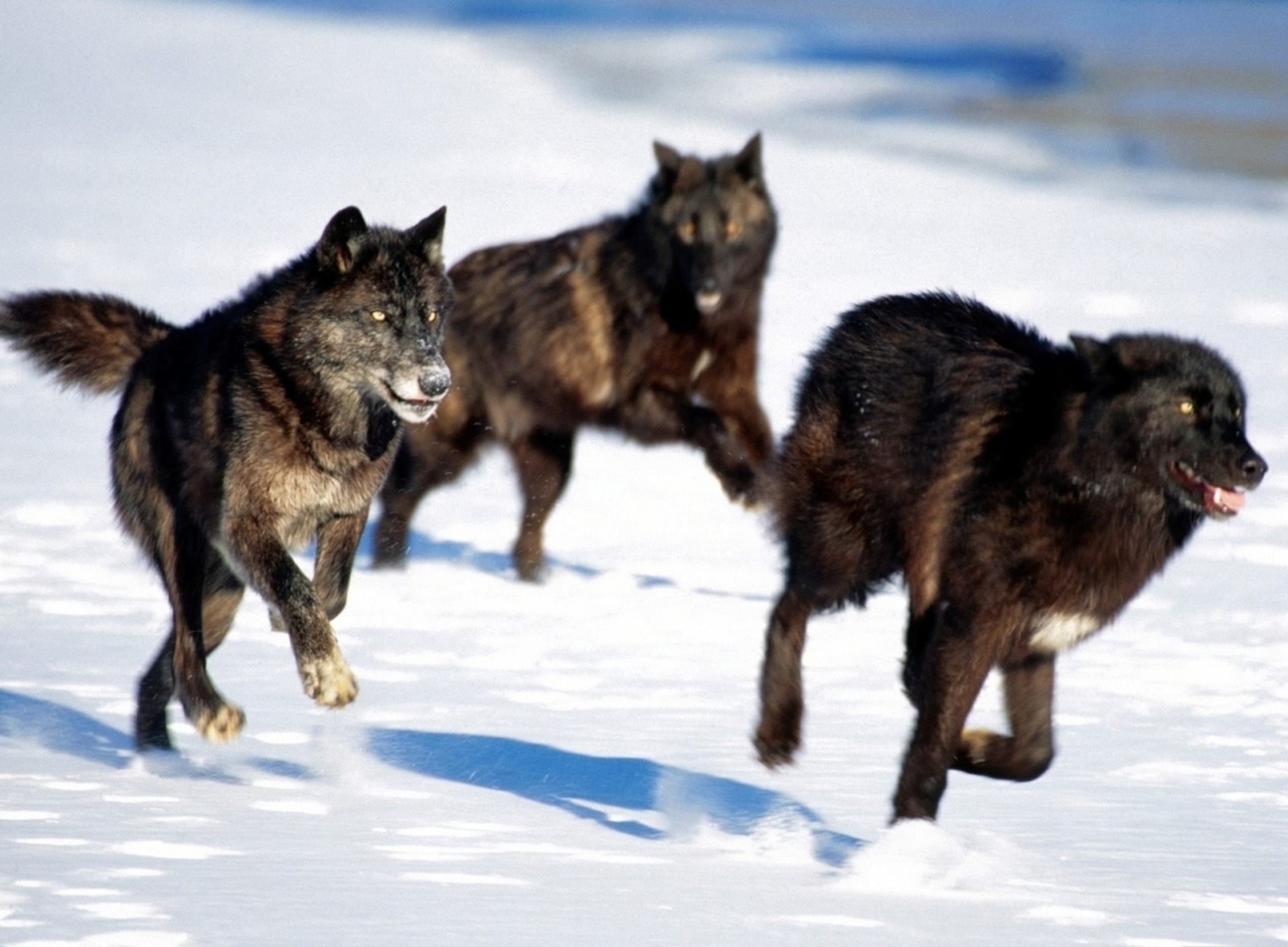 wolf