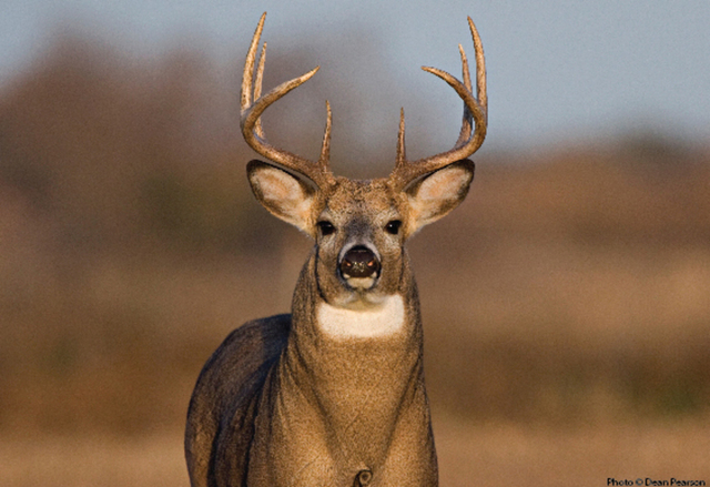 deer