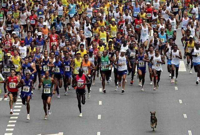 dog-running